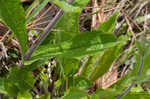 Eastern gray beardstongue